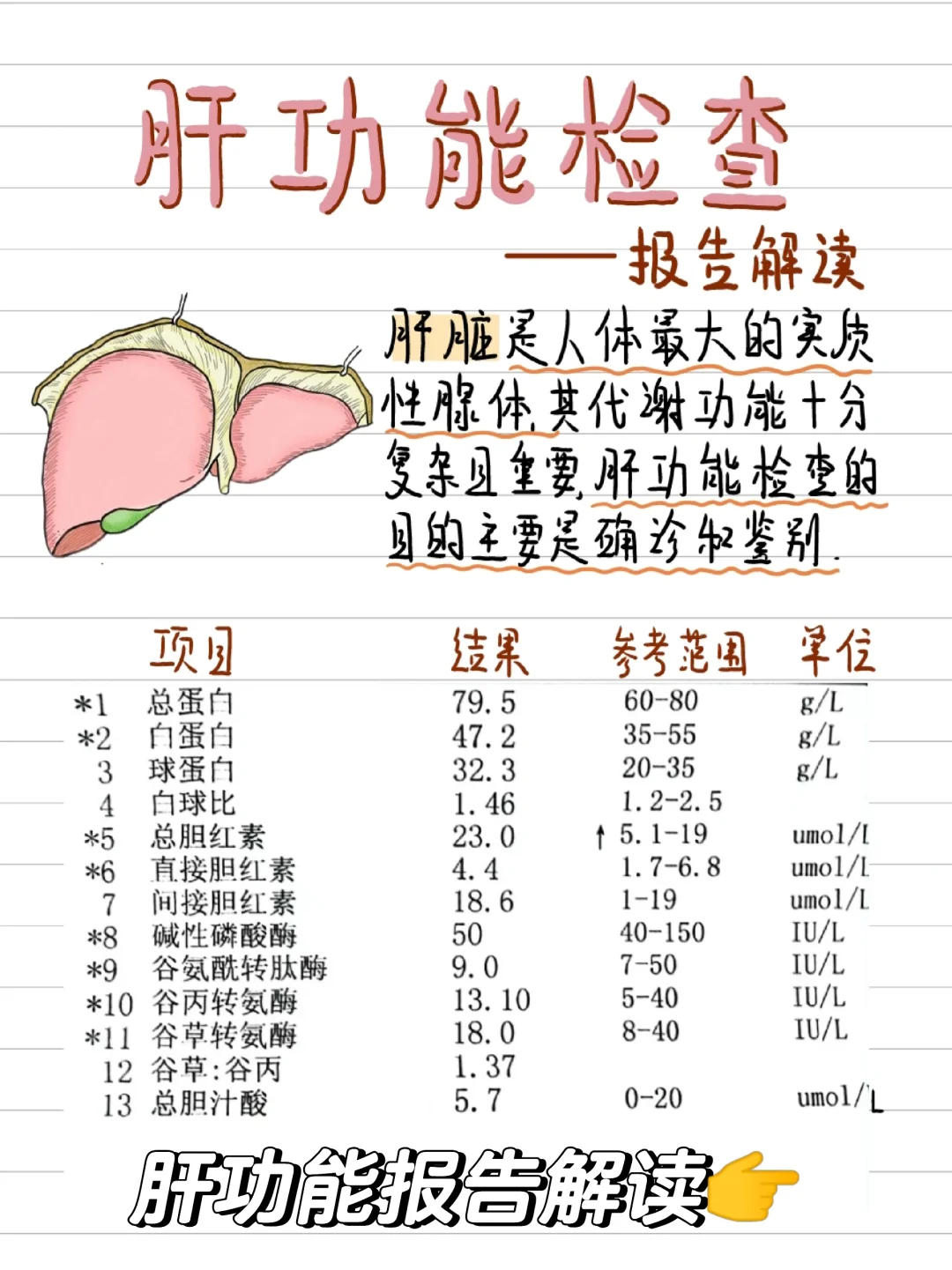 打卡学习-肝功能检查/报告解读👀
