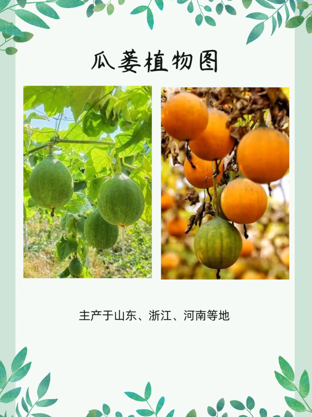 每天认识一味药【瓜蒌】