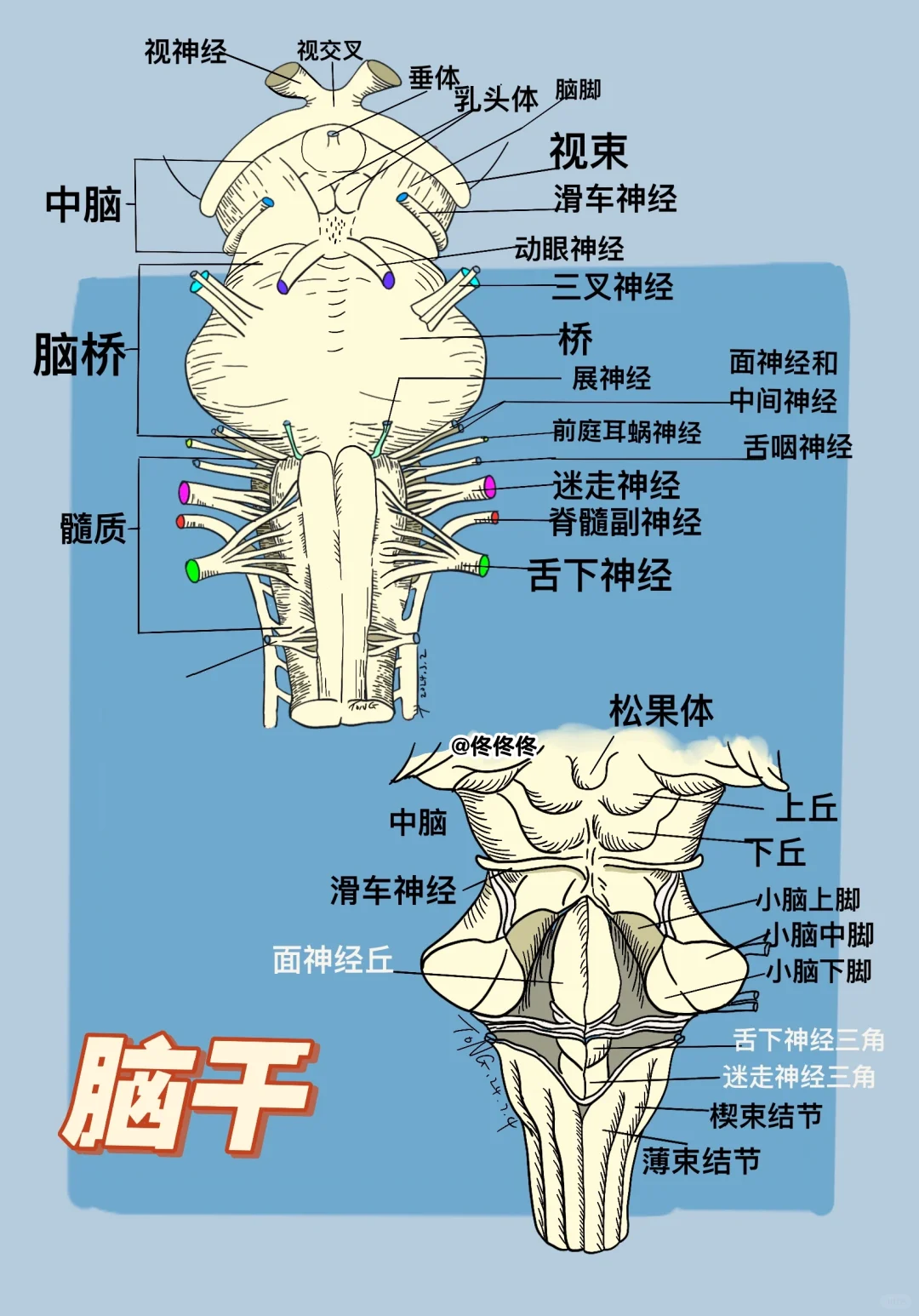 医学插图 脑干