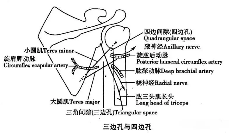 三边孔与四边孔的解剖结构