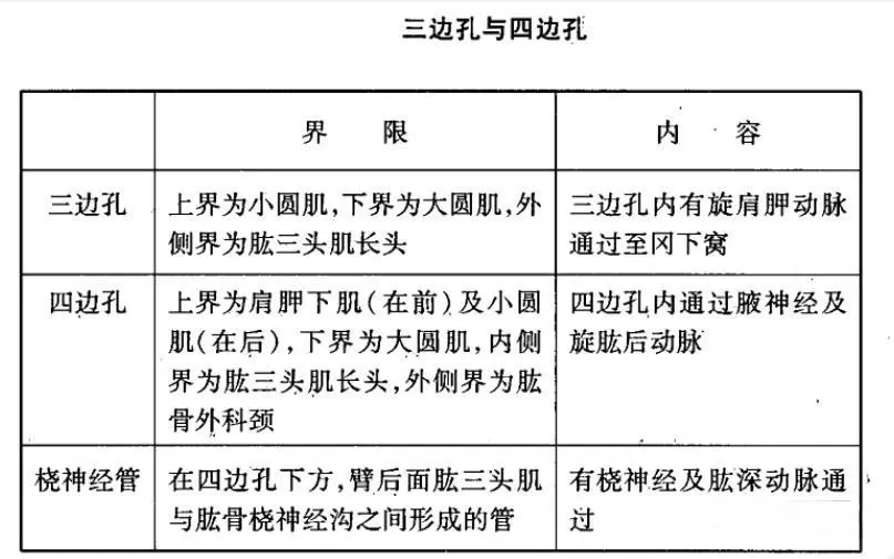 三边孔与四边孔的解剖结构