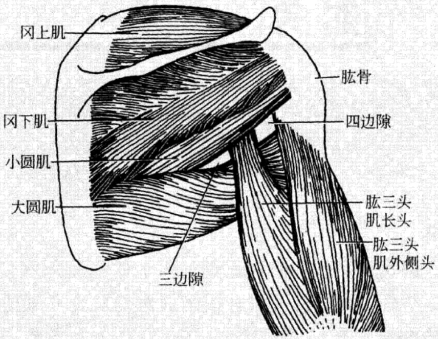 三边孔与四边孔的解剖结构