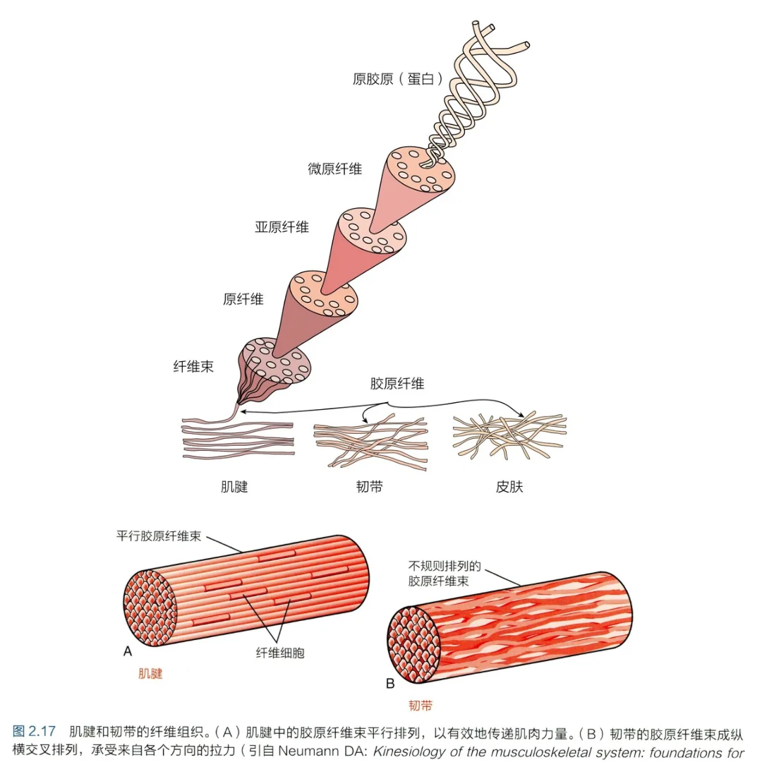 肌腱与韧带两者有什么不同？