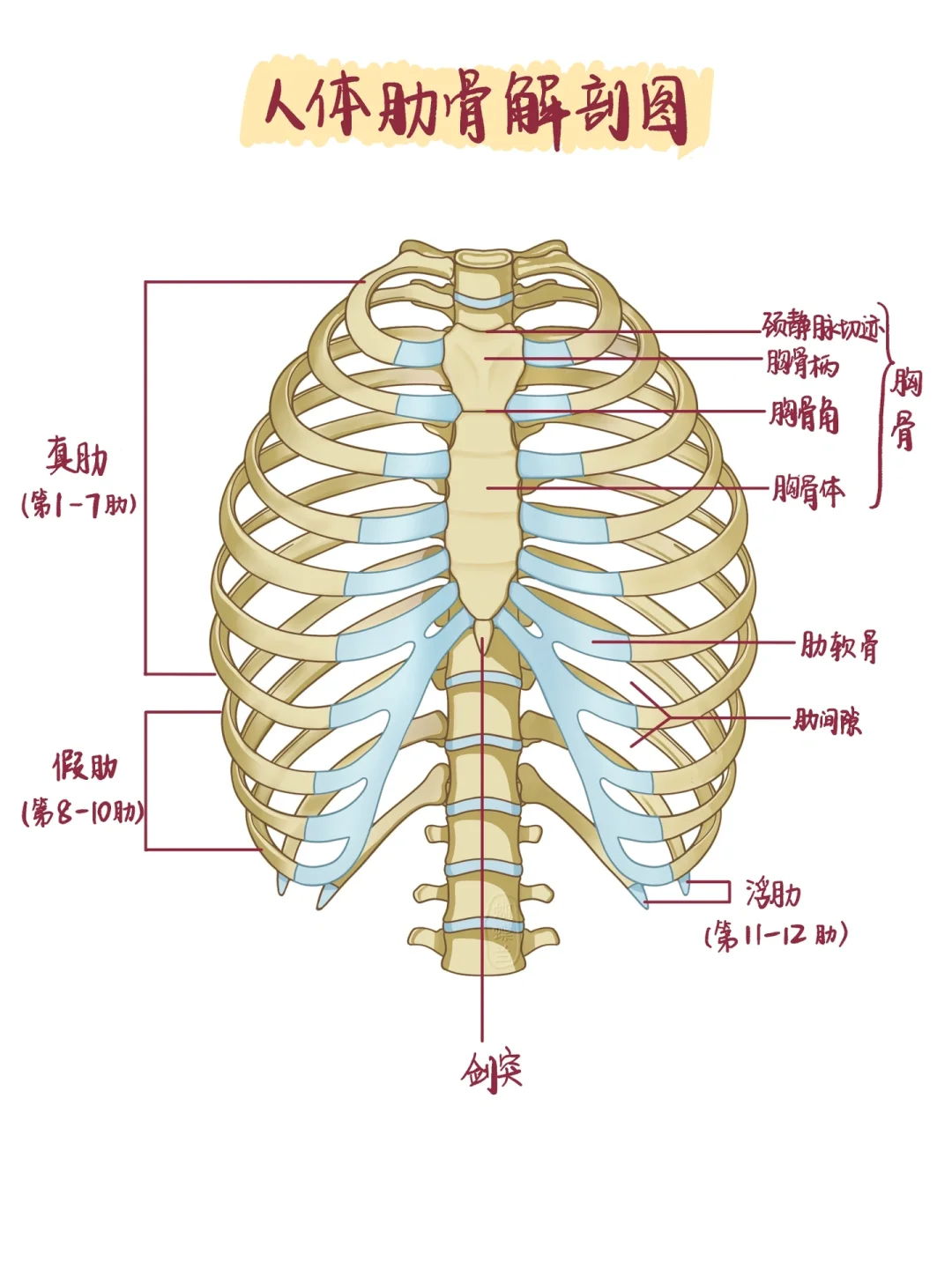 医学插画 | 人体肋骨解剖图
