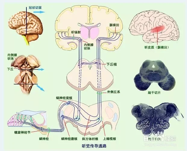 脑干解剖