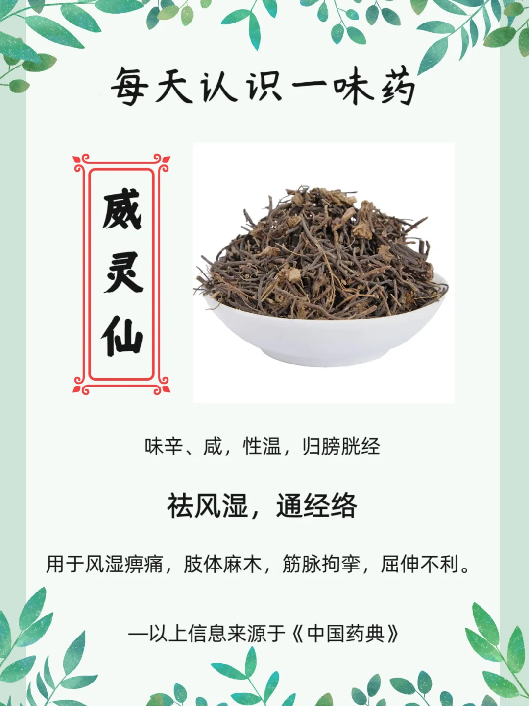 每天认识一味药【威灵仙】