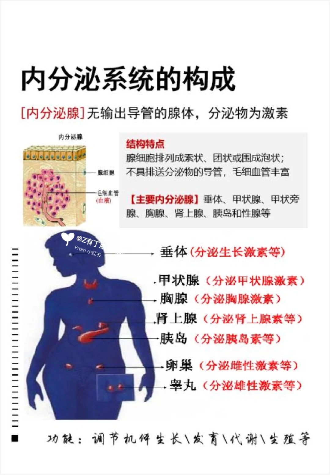 #芳疗学习#no.342生理解剖@内分泌系统构成