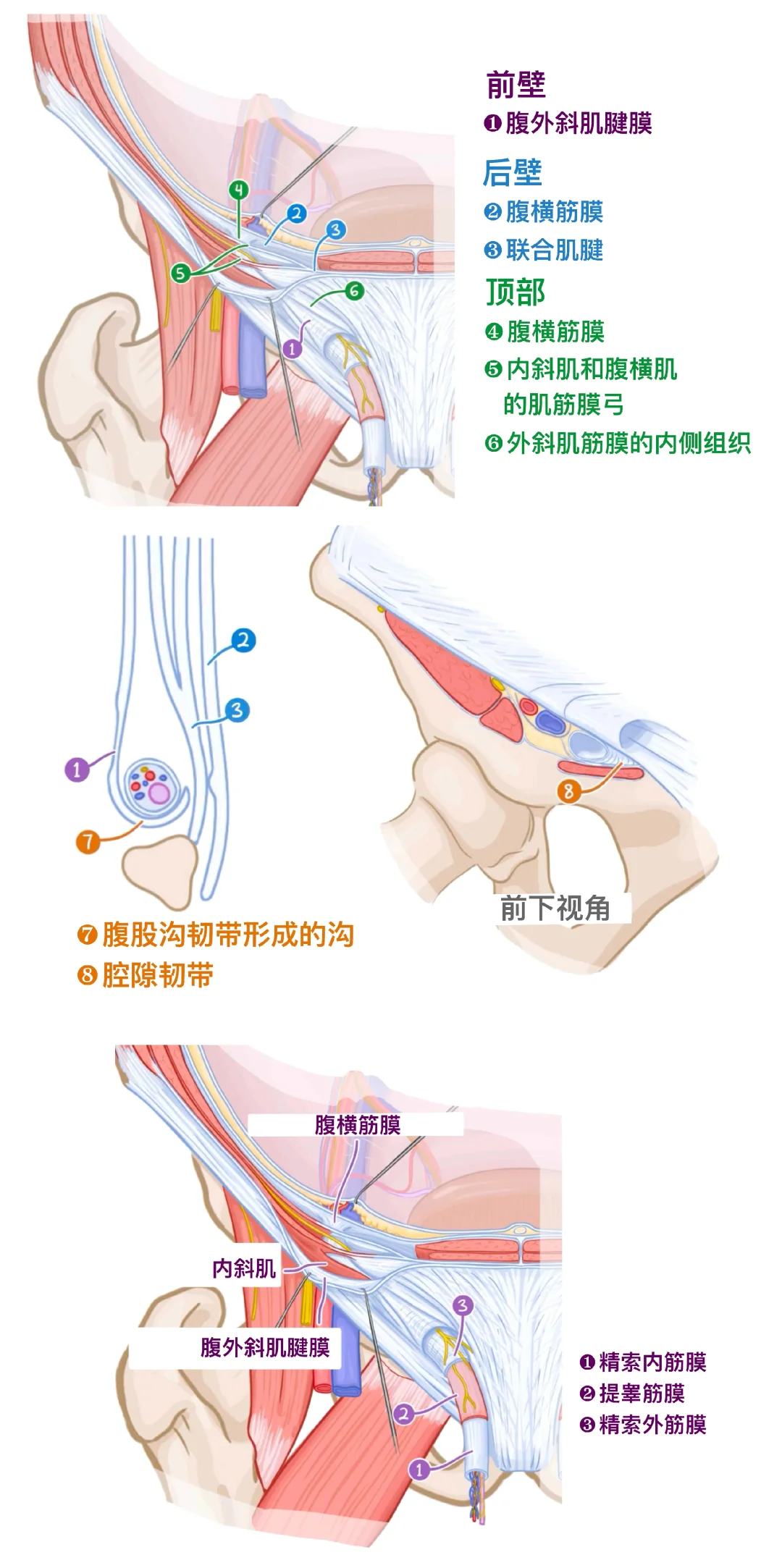 腹股沟