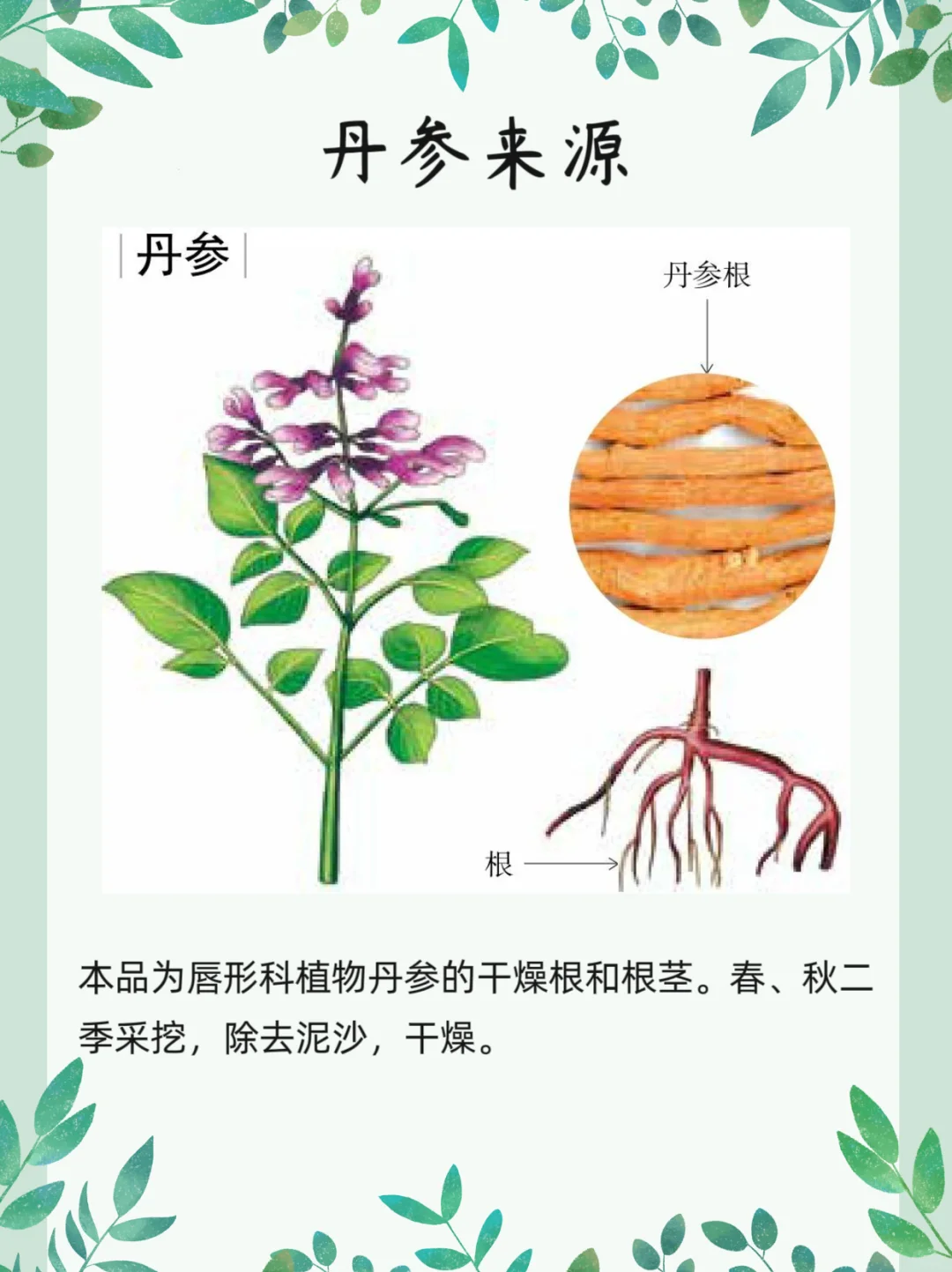 每天认识一味药【丹参】