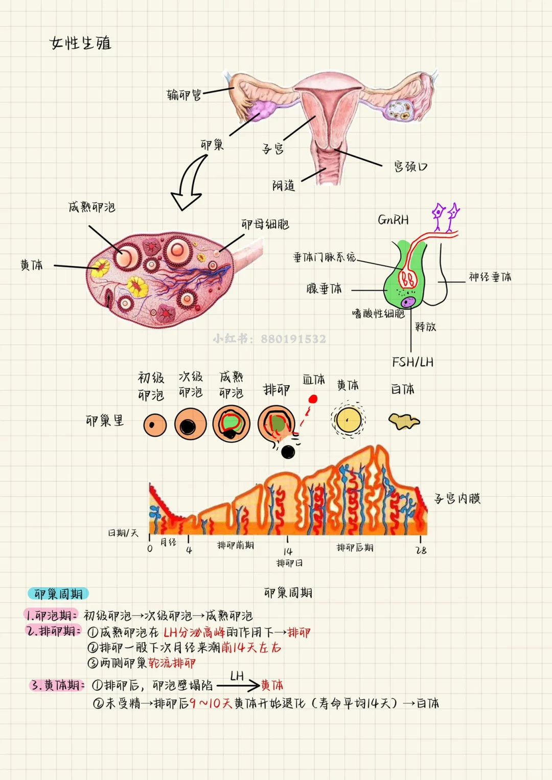生殖系统
