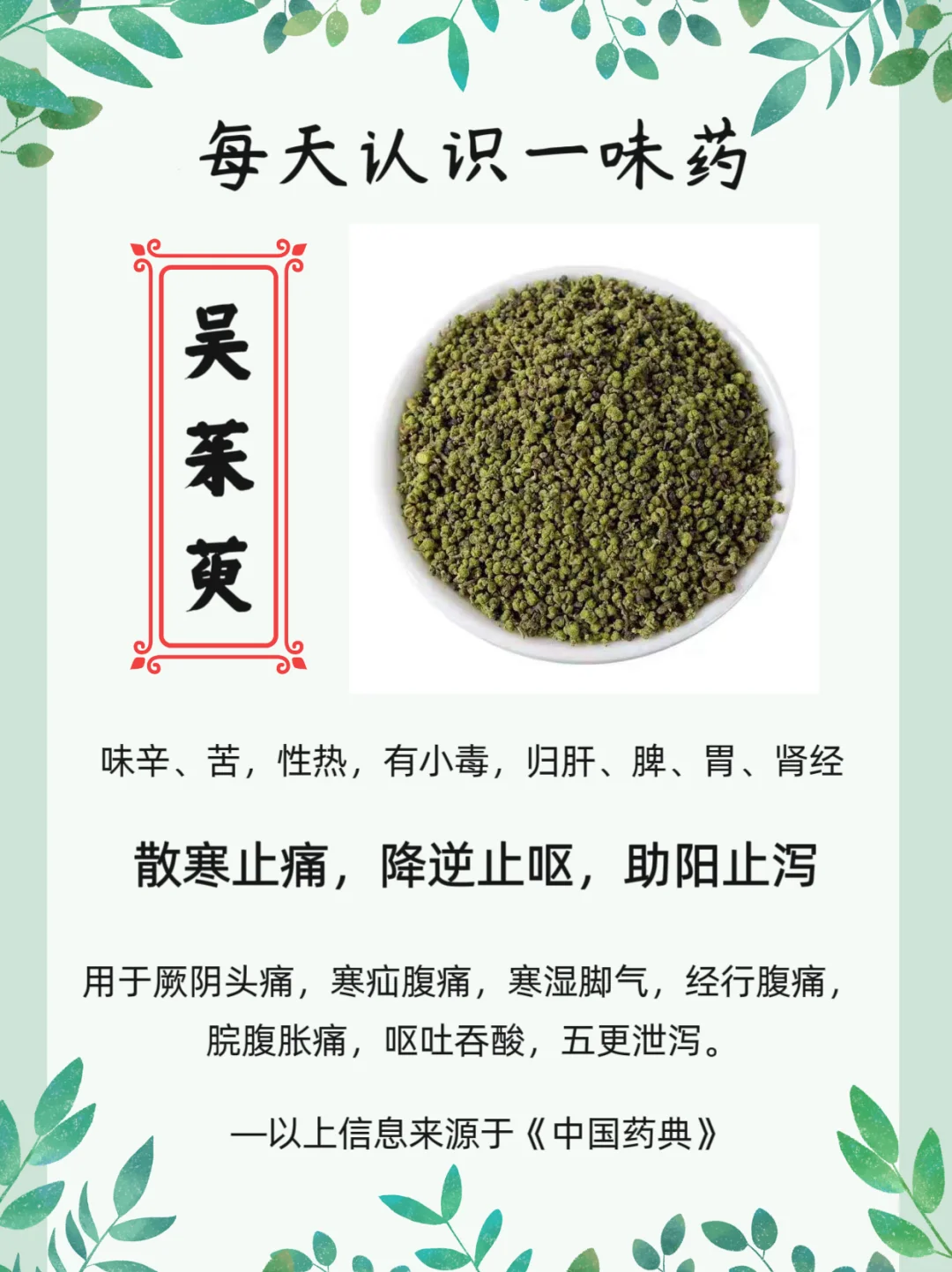 每天认识一味药【吴茱萸】