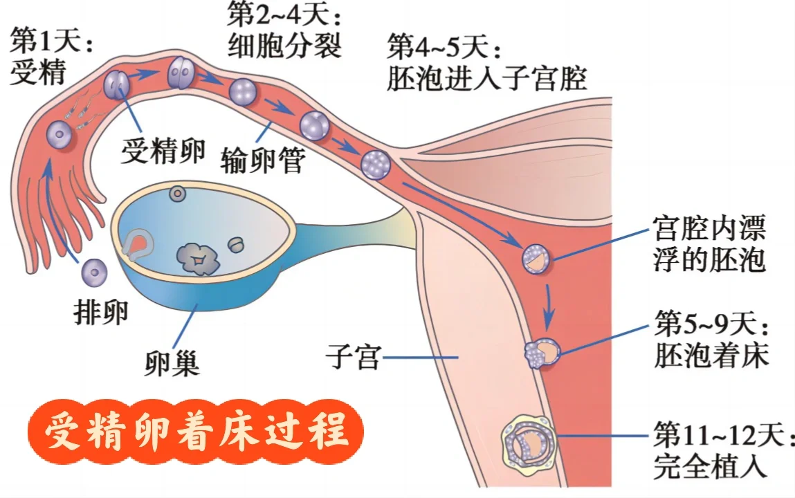 受精卵着床过程