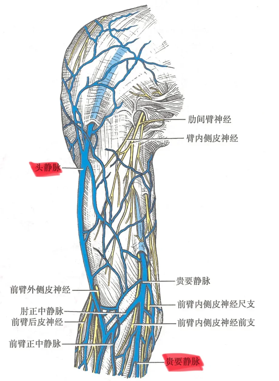 头静脉和贵要静脉