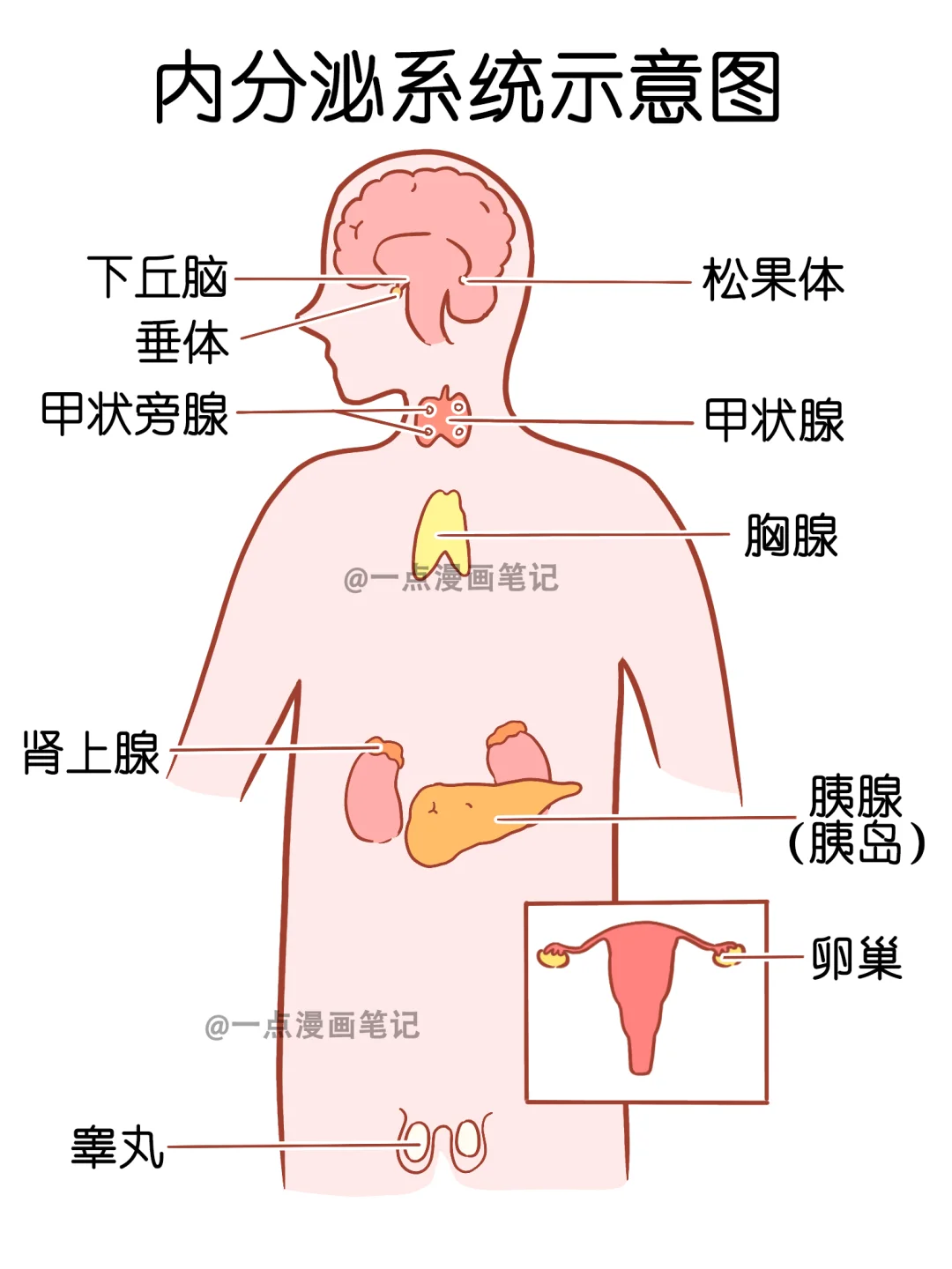 内分泌系统示意图