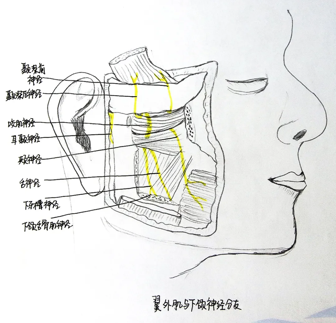 面部神经分布图