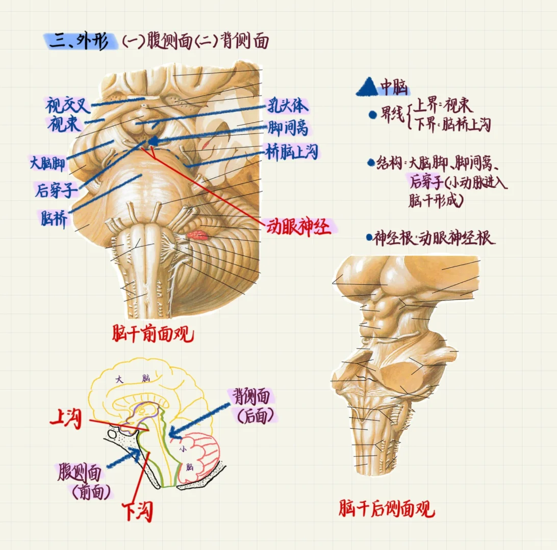 霍琨·系统解剖学｜脑干｜知识点整理🧠