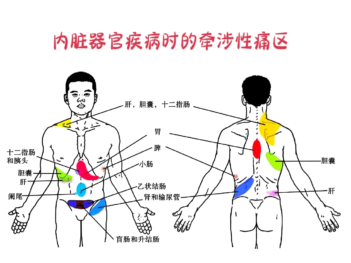 内脏器官疾病时牵涉性痛区！