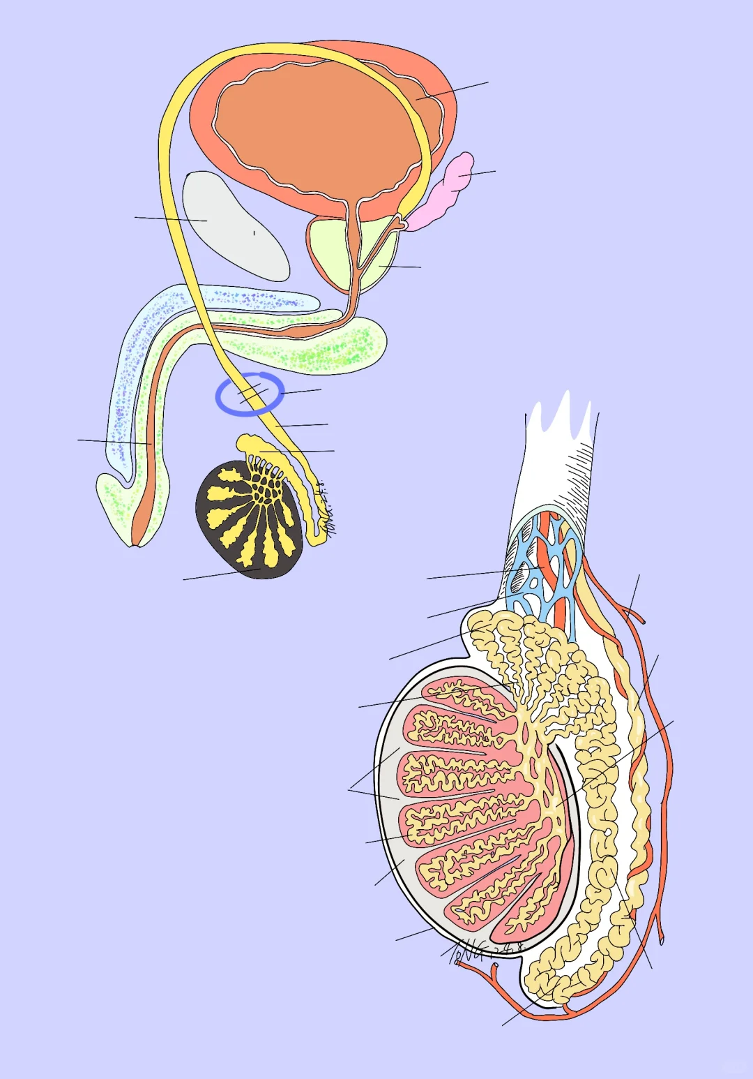 医学插图 男性内生殖器