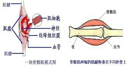 基本肌组织——骨骼肌、心肌、平滑肌