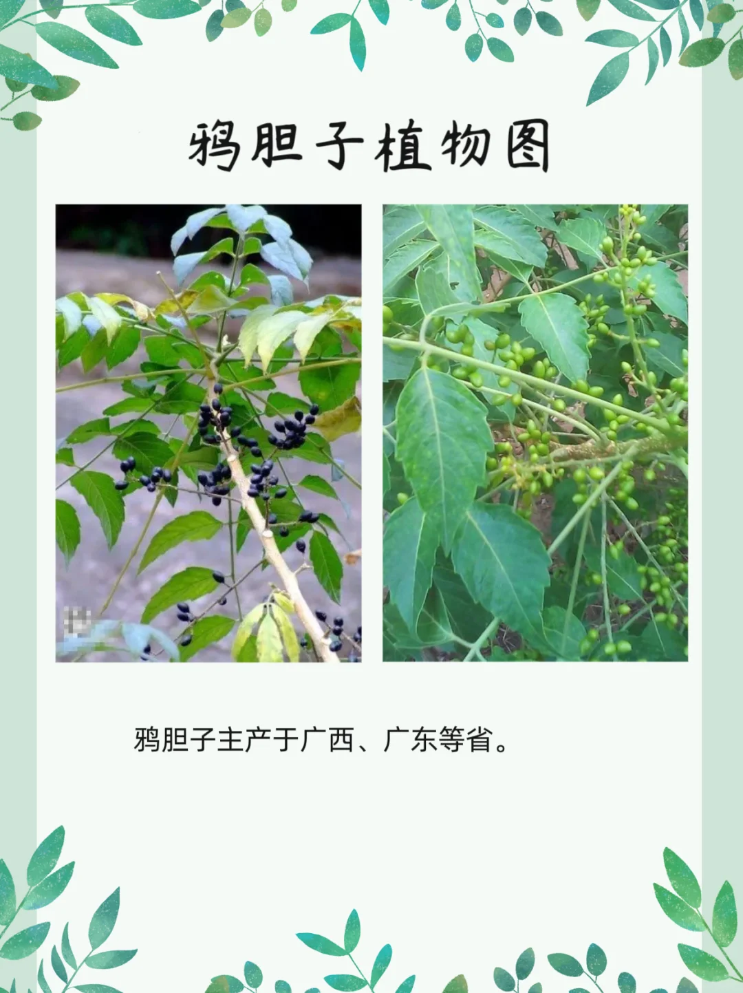 每天认识一味药【鸦胆子】
