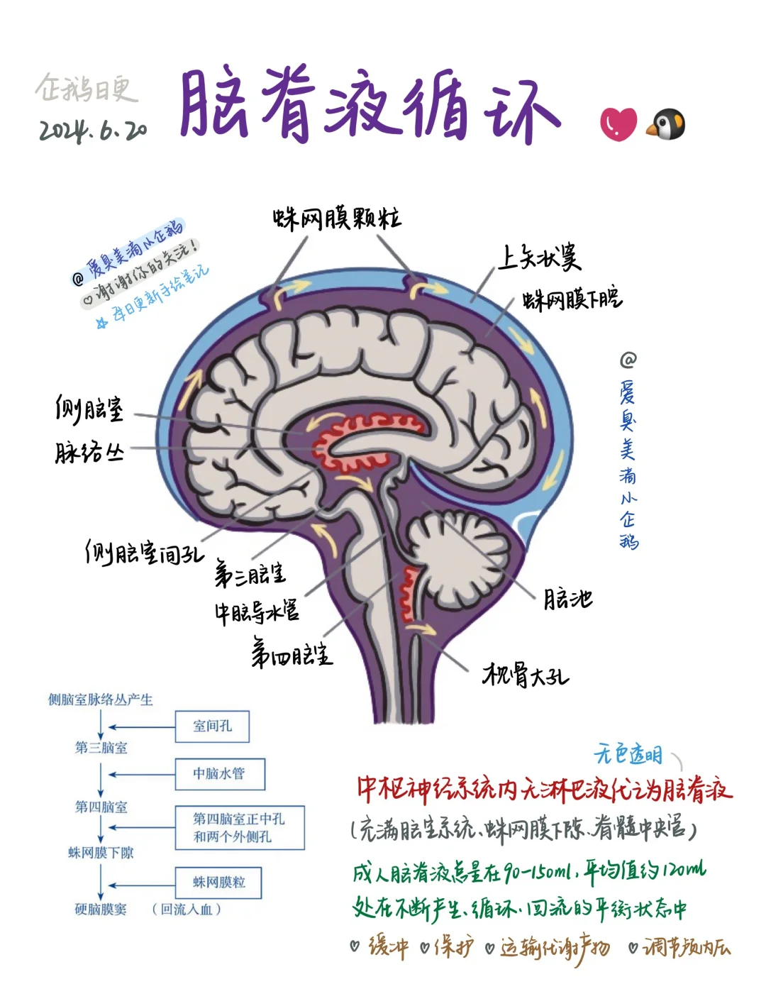 🧠脑脊液循环csf